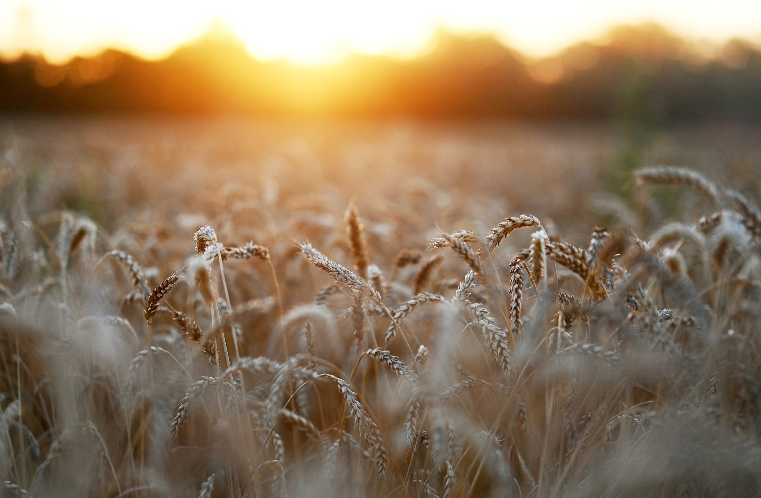 Se ven espigas de trigo al atardecer en un campo cerca de la aldea de Nedvigovka en la región de Rostov, Rusia, el 13 de julio de 2021. REUTERS / Sergey Pivovarov