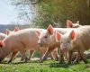 Más de 15.000 criadores de cerdos envían al matadero unos 100.000 cerdos al mes en República Dominicana
