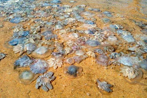 "Turistas dispersos de medusas": Ucrania presentó exóticas reclamaciones contra Rusia