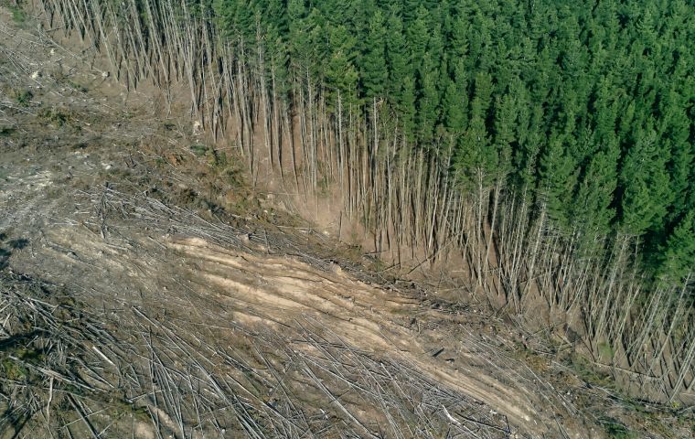 En los últimos 300 años, las áreas forestales se han reducido en un 40% en todo el mundo.