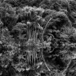 Árboles reflejados en el río Jaú, estado de Amazonas, Brasil, 2019