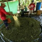 Un agricultor colombiano procesa hojas de coca para hacer pasta base de cocaína