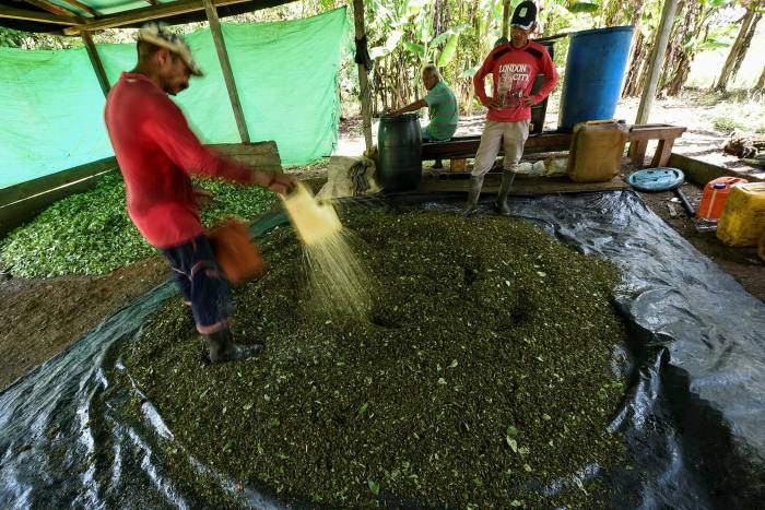 Un agricultor colombiano procesa hojas de coca para hacer pasta base de cocaína