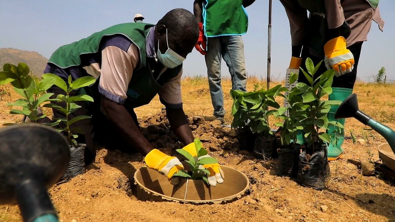 Lucha contra la desertificación en Camerún: refugiados al rescate