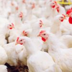 Cómo Sifiso Tshonaphi dejó el mundo empresarial para comenzar una exitosa granja de pollos