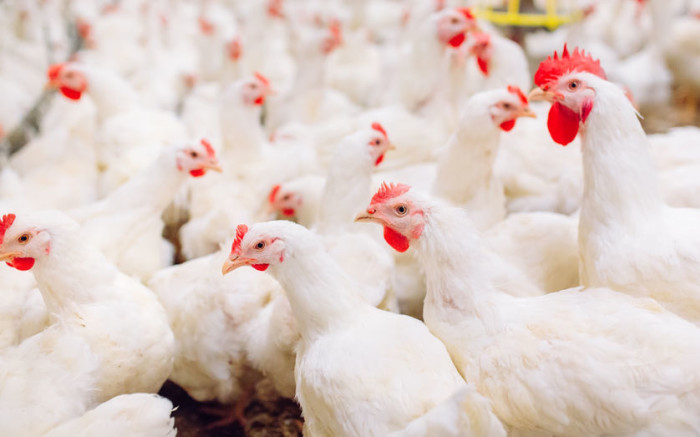 Cómo Sifiso Tshonaphi dejó el mundo empresarial para comenzar una exitosa granja de pollos