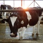 Corea del Sur suspende las importaciones de carne vacuna canadiense tras caso de EEB