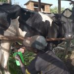 En Ruanda, las políticas gubernamentales fomentan el consumo de leche