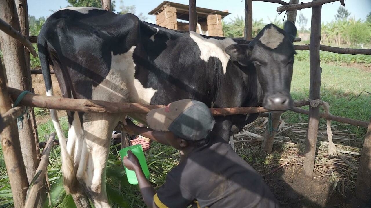 En Ruanda, las políticas gubernamentales fomentan el consumo de leche