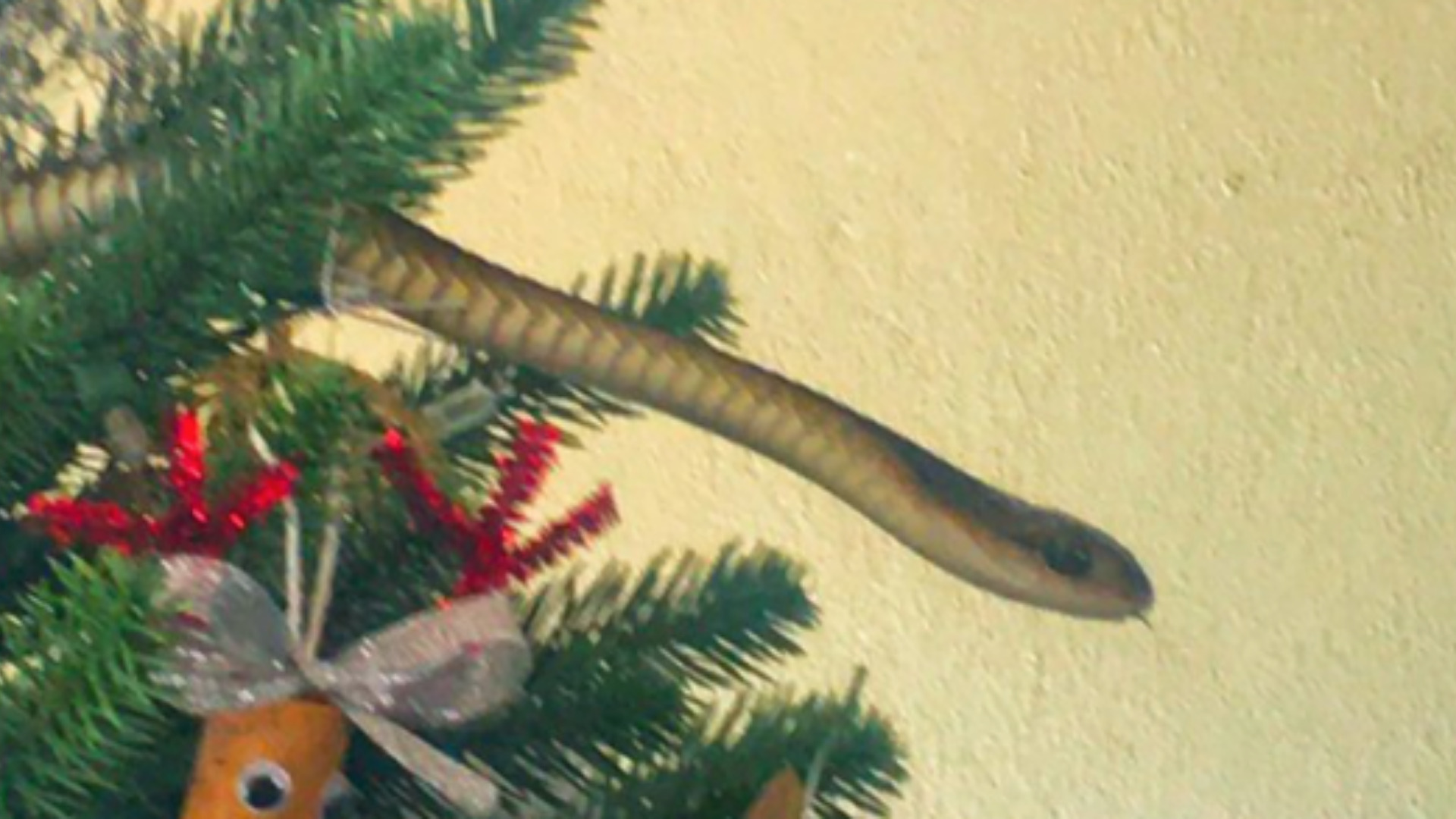 Familia encuentra una serpiente extremadamente venenosa en su árbol de Navidad mientras decora