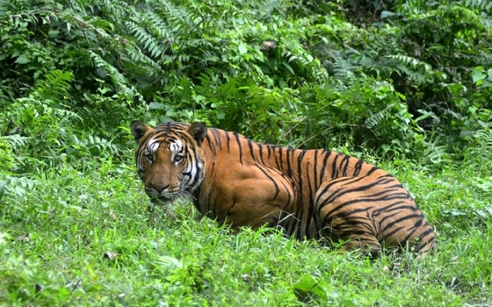 India registró un récord de 126 muertes de tigres en 2021: datos