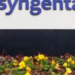 Syngenta, de propiedad china, apela el veto de Italia al acuerdo con el productor de semillas: fuentes