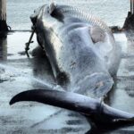 Islandia pondrá fin a la caza de ballenas a partir de 2024 en medio de controversia y caída de la demanda