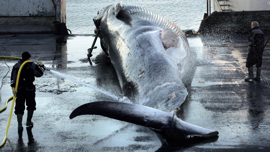 Islandia pondrá fin a la caza de ballenas a partir de 2024 en medio de controversia y caída de la demanda