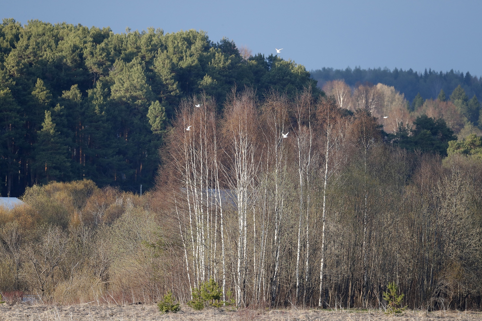 La UE toma medidas para proteger la biodiversidad europea