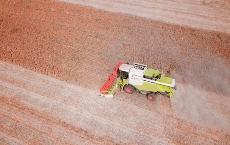 La Cámara de Procesadores de Cereales y Oleaginosas de Paraguay (Cappro) estima que la producción total podría disminuir en un 60%, en comparación con la cosecha de 10 millones de toneladas del año pasado