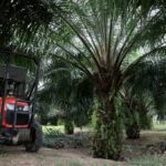 Destrucción de la demanda para enfriar los precios mundiales del aceite vegetal en el segundo semestre: analistas