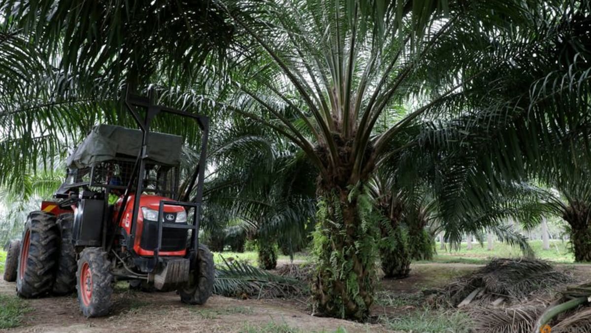 Destrucción de la demanda para enfriar los precios mundiales del aceite vegetal en el segundo semestre: analistas