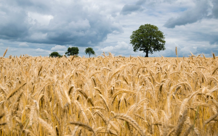 La guerra rusa contra Ucrania puede afectar las importaciones de trigo y morcajo