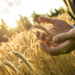 Los agricultores de Swartland esperan más aumentos de precios a raíz del aumento de los costos agrícolas