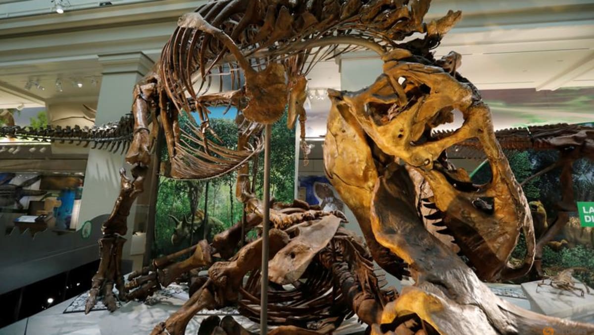 Los científicos proponen que Tyrannosaurus tenía tres especies, no solo 'rex'