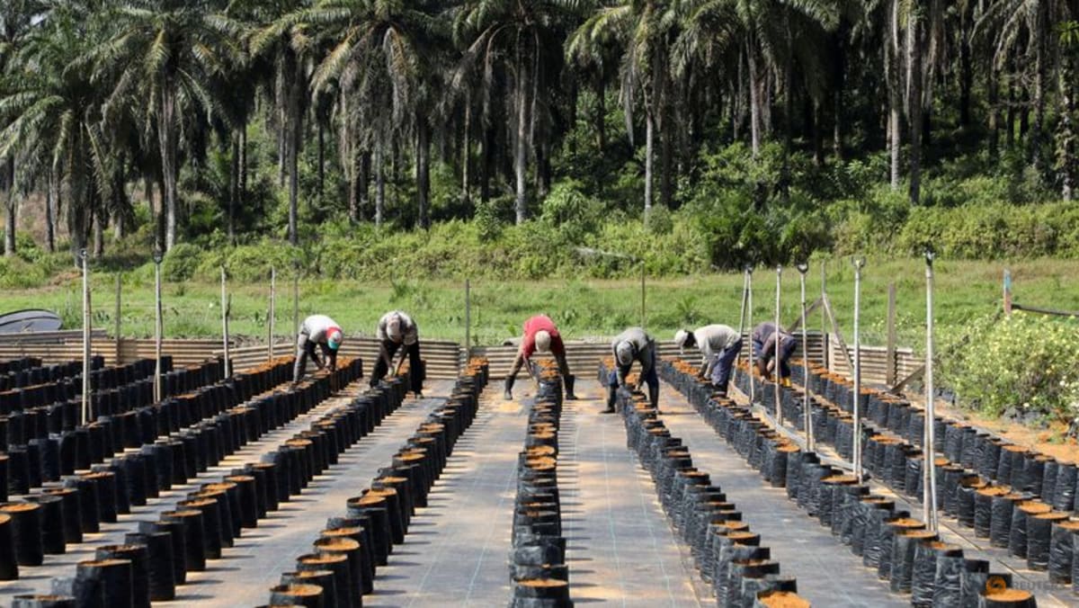 Malasia dice que los trabajadores extranjeros para las plantaciones de palma llegarán en mayo y junio