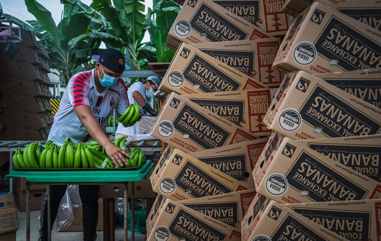 Ecuador solía enviar 1,8 millones de cajas de banano por semana a Rusia y 180.000 cajas a Ucrania.  Foto: Sebastián Astorga