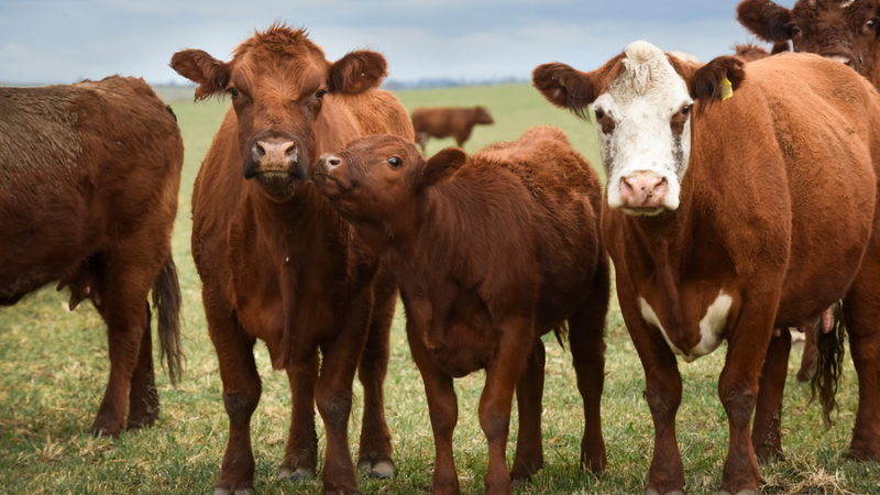 Se avecina una nueva batalla sobre la carne vacuna tratada con hormonas en las conversaciones comerciales entre el Reino Unido y Canadá