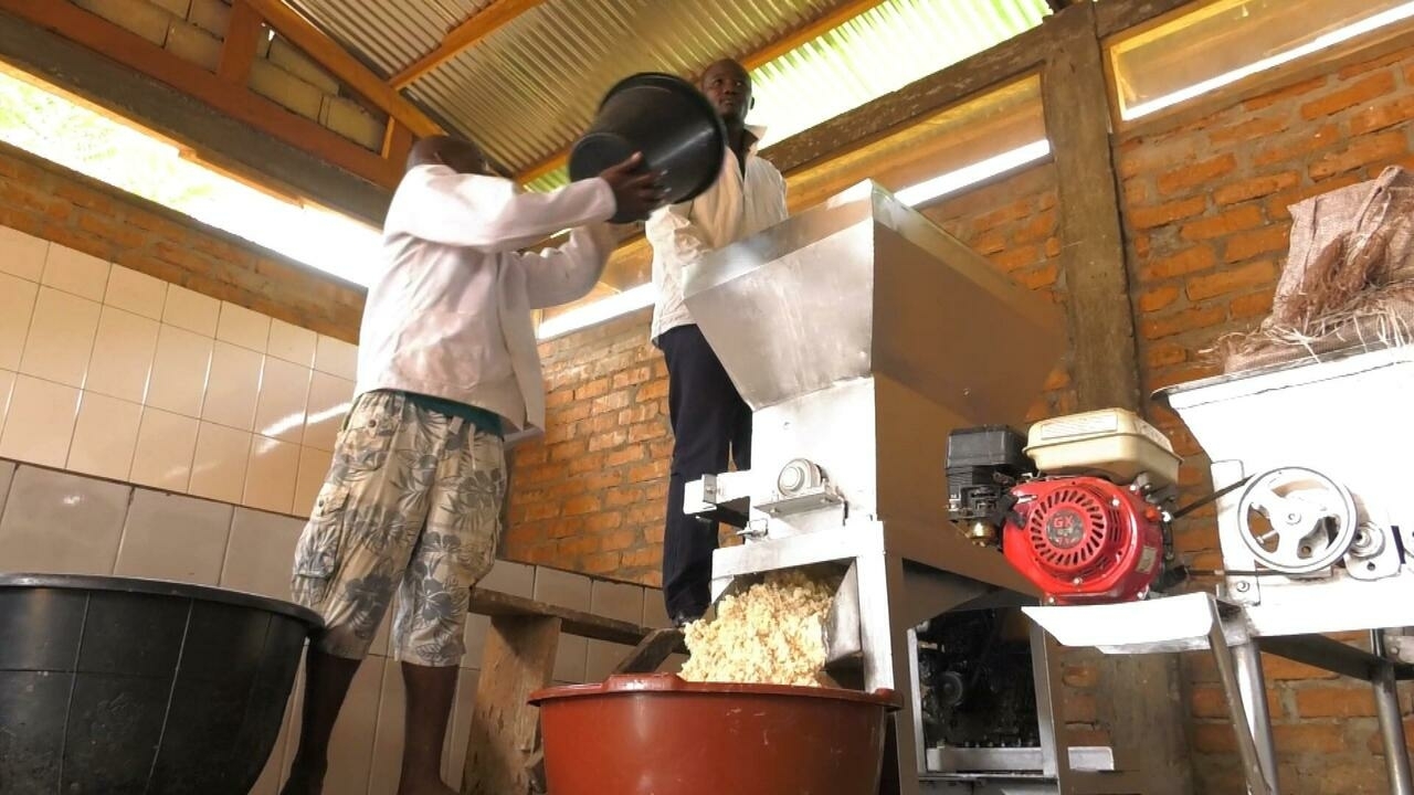Camerún ve un auge de la harina de yuca a medida que aumentan los precios de los granos