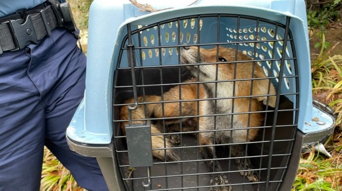 In-Fur-Rection en el Capitolio: Swamp Fox detenido después de atacar a un congresista demócrata