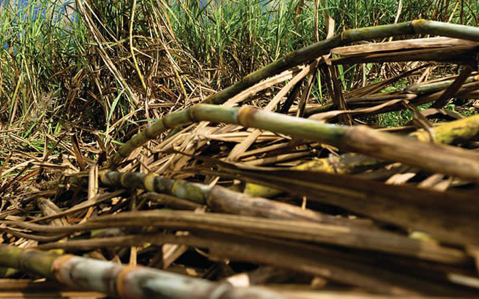 Los agricultores de caña de azúcar de KZN piden al gobierno ayuda financiera y de infraestructura