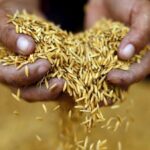 Tasas de arroz de Tailandia aumentan por demanda de Medio Oriente