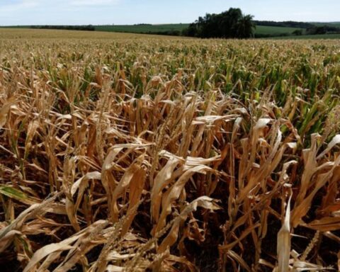 China allana el camino a las importaciones brasileñas de maíz para llenar el vacío de Ucrania