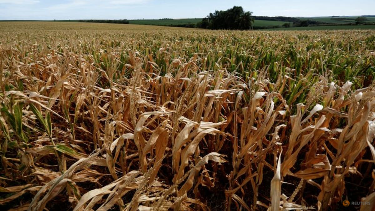 China allana el camino a las importaciones brasileñas de maíz para llenar el vacío de Ucrania