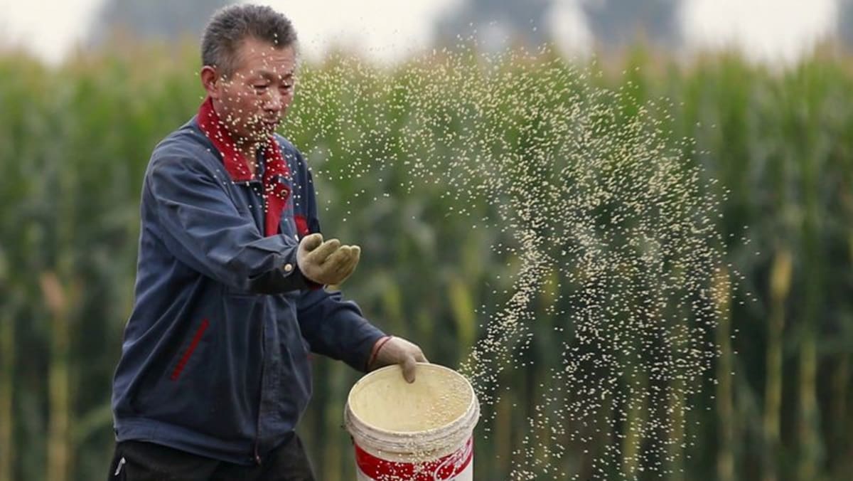 China pone a disposición 10.000 millones de yuanes para subvencionar a los productores de cereales