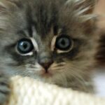 EE. UU. dio a un laboratorio ruso $ 550,000 para experimentos con gatos espantosos