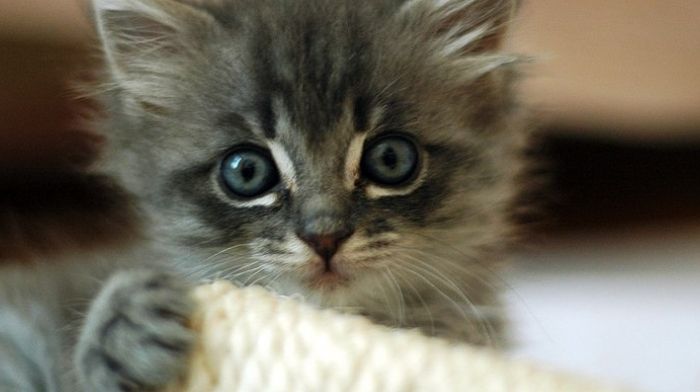 EE. UU. dio a un laboratorio ruso $ 550,000 para experimentos con gatos espantosos