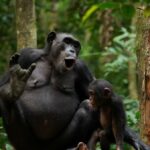 Gruñido, hoo, jadeo, grito: los chimpancés usan una comunicación vocal compleja