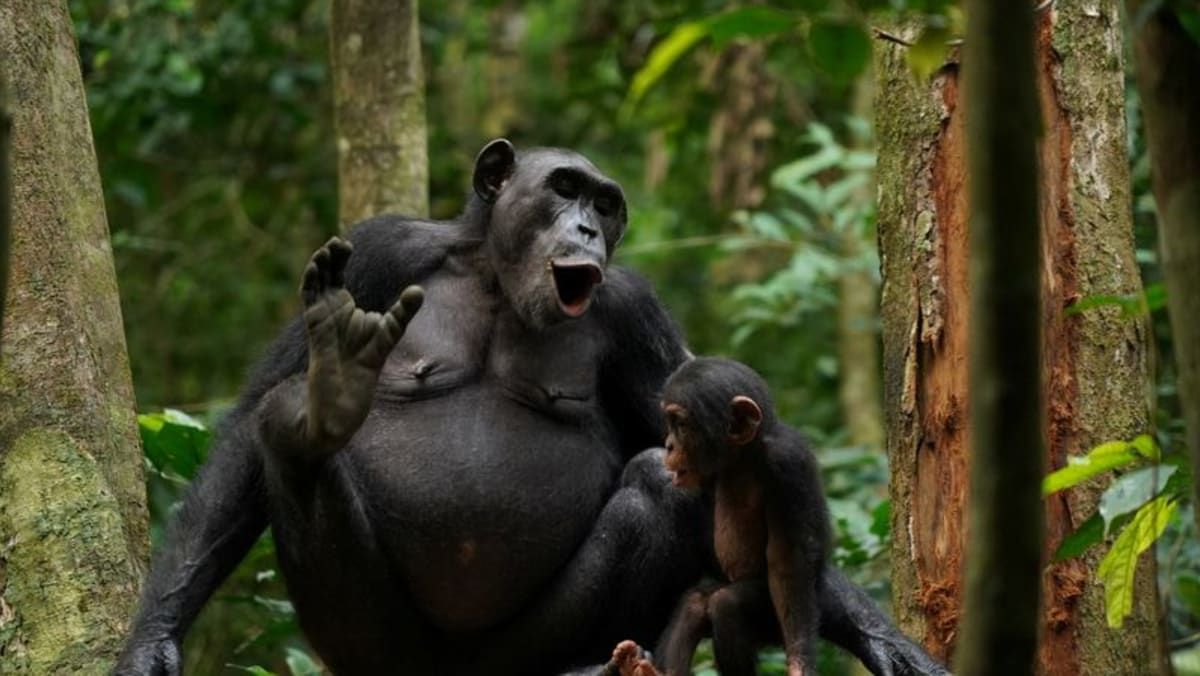 Gruñido, hoo, jadeo, grito: los chimpancés usan una comunicación vocal compleja