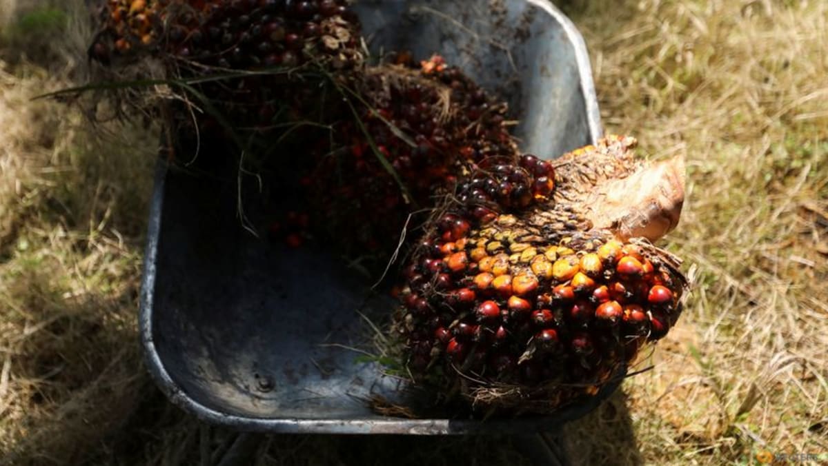 Malasia tiene como objetivo recuperar la cuota de mercado del aceite de palma en la UE en medio de la escasez mundial