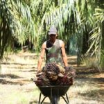 Malasia ve una competitividad sostenida incluso cuando Indonesia reanuda las exportaciones de aceite de palma