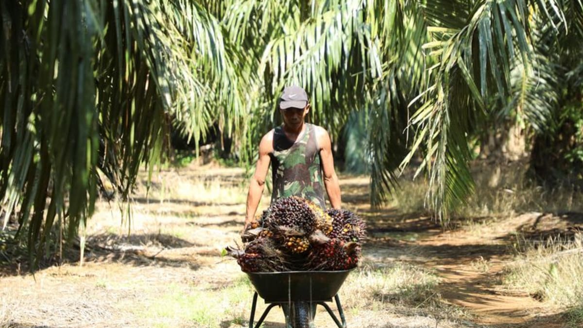Malasia ve una competitividad sostenida incluso cuando Indonesia reanuda las exportaciones de aceite de palma