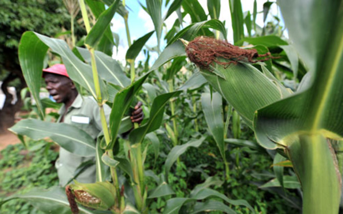 Producción de cereales de Zimbabue caerá casi a la mitad: Gobierno