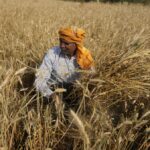 Comentario: ¿En qué medida amenaza la prohibición de exportación de trigo de la India el suministro mundial de alimentos?