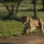 En Namibia, los perros pastores se convierten en aliados poco probables para proteger a los guepardos