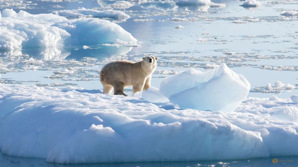 La población aislada de osos polares de Groenlandia se adapta al cambio climático