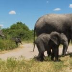 La prohibición del Reino Unido pretende acabar con el comercio de marfil de elefante