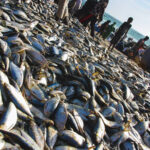 Los eurodiputados avalan el mayor acuerdo pesquero de la UE, con Mauritania |  Noticias |  Parlamento Europeo