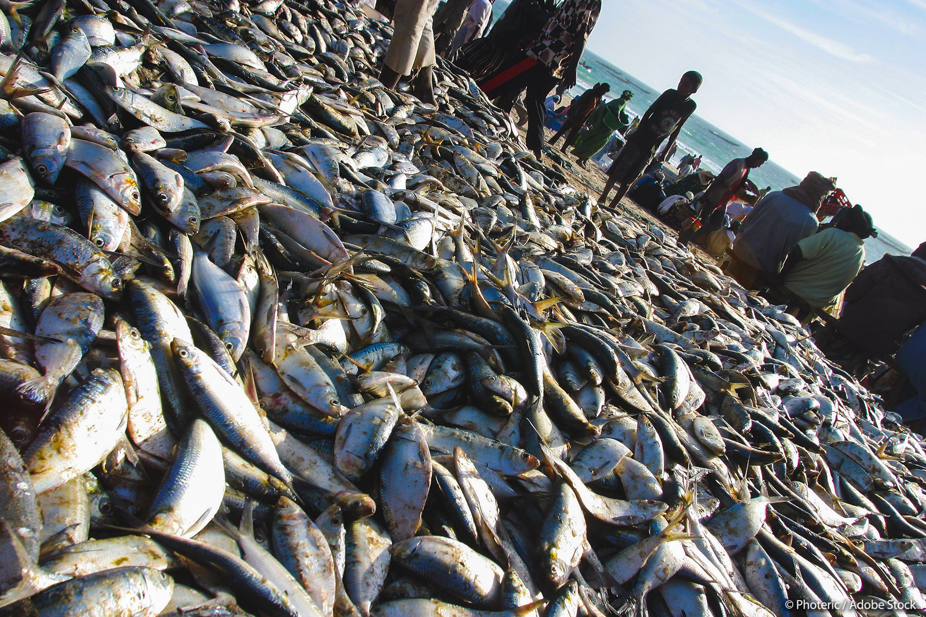 Los eurodiputados avalan el mayor acuerdo pesquero de la UE, con Mauritania |  Noticias |  Parlamento Europeo