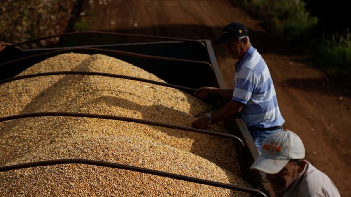 Brasil podría exportar maíz a China en el segundo semestre: ministro